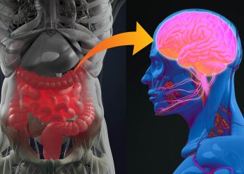 The Gut-Brain Connection: How Diet Influences Mental Wellness
