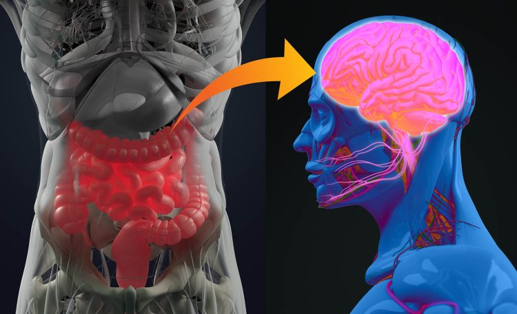 The Gut-Brain Connection: How Diet Influences Mental Wellness